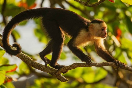 A Capuchin vulgaris barátságos majom