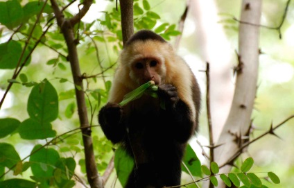 A Capuchin vulgaris barátságos majom