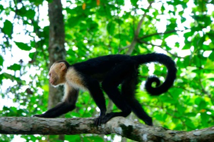 A Capuchin vulgaris barátságos majom