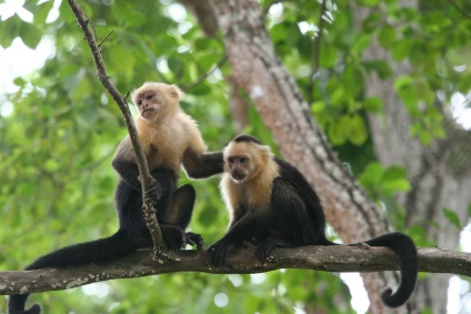 Capuchin vulgaris este o maimuță prietenoasă