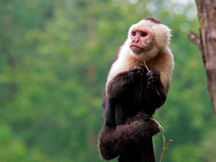 Capuchin vulgaris este o maimuță prietenoasă