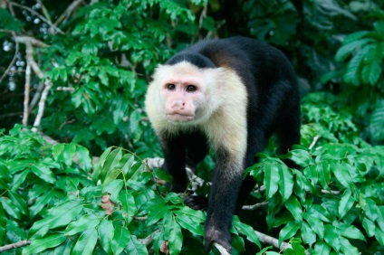 Capuchin vulgaris este o maimuță prietenoasă