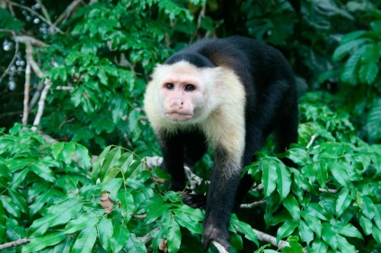 A Capuchin vulgaris barátságos majom