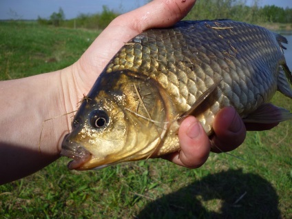 A közös élőhely, a ívási időszak