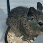 Pygmy chinchilla degu