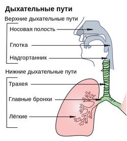 Köhögés a légcsőgyulladással - a felnőttek és a gyermekek kezelésének okai