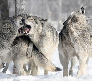 Ce face un pachet de lupi ca un vis cu prădătorii tratează cartea de vis a unui miller