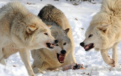 Ce este un pachet de lupi ataca, prietenos sau uitam