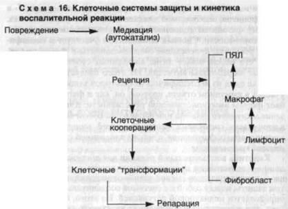 Кинетиката на възпалителния процес