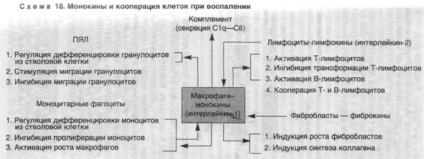 Kinetica procesului inflamator