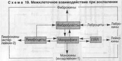 Kinetica procesului inflamator