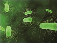 E. coli