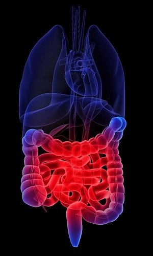 Infecții intestinale cum să tratați corect diareea, online sănătoasă