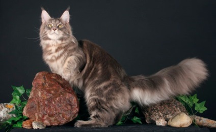 Clasificarea Maine Coon rase de pisici, producător sau star