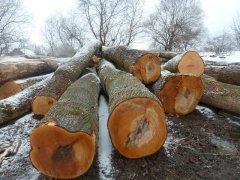 Maple - cherestea - comerț cu lemn