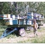 Kochevka - un fel de apariție mobilă, pentru deplasarea stupinelor nomade pe roți