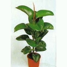 Кога и как най-добре да се хранят на Ficus еластичен