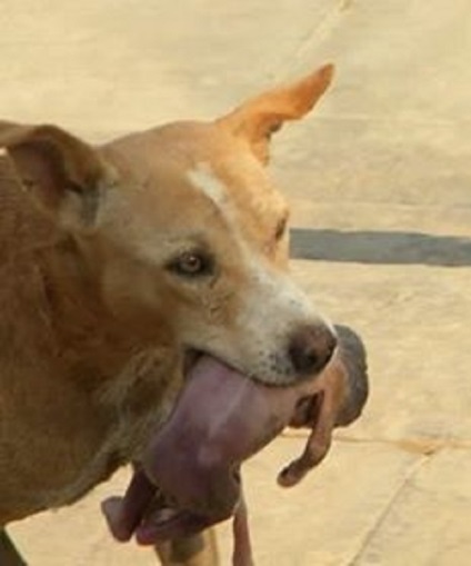 Când oamenii și-au dat seama cine a purtat câinele în gură, au fost îngroziți ... este incredibil!