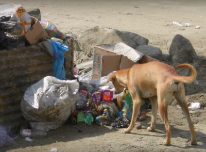 Când oamenii au văzut cine poartă câinele, părul se afla la capăt ... dar mai surprins și mai mult! (Foto)