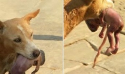 Când oamenii au văzut cine poartă câinele, părul se afla la capăt ... dar mai surprins și mai mult! (Foto)