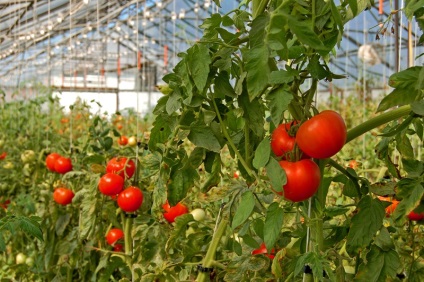 Când roșiile sunt plantate într-o seră din suburbiile soiurilor de roșii în sol deschis, cum să crești