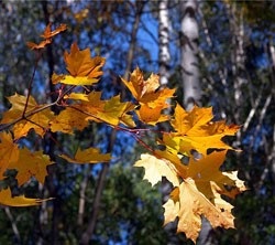 Amikor a levél leesik a nyírfa, mész, juharfa