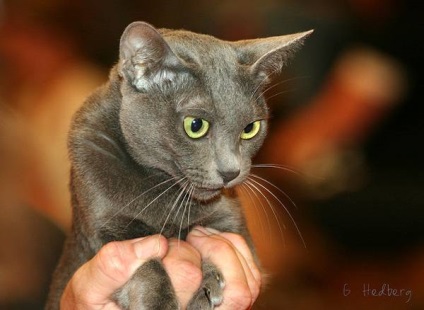 Korat fotografie, pisici korat, provincia fotografie korat, aducând fericire, Thailanda, recunoașterea rasei de pisici