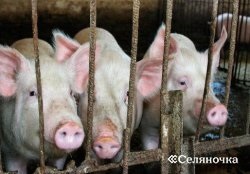 Furaj pentru porci - selyanochka - portal pentru agricultori, agricultură, animale,