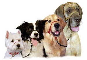Furaj, echipament - Breykin Alexey, câini de formare, încrucișare, practică de creștere a câinilor,