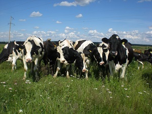 O vaca cu un copac de familie de invidiat