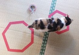 O pisică într-un cerc magic - în jurul unei pisici