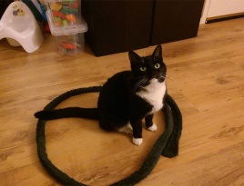 O pisică într-un cerc magic - în jurul unei pisici