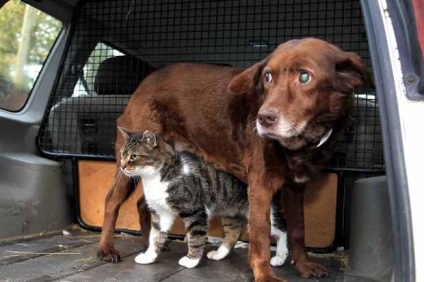 Pisica a devenit ghidul pentru câinele orb, despre pisici