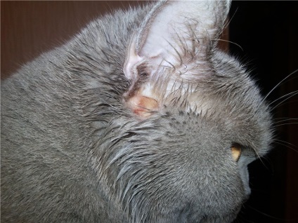 Pisica își scutură capul și zgâria cauzele urechilor de comportament, caracteristicile tratamentului și îngrijirii