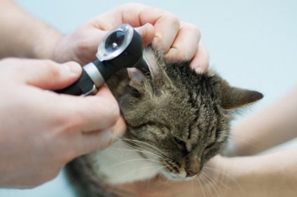 Pisica își scutură capul și zgâria cauzele urechilor de comportament, caracteristicile tratamentului și îngrijirii