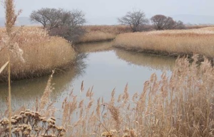 Redfish Far Eastern de prindere nituite roșii în râu în apropierea mare mare rudd-wit