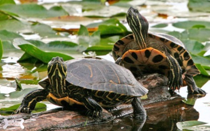 Descrierea broaștelor de broască țestoasă cu specie de broască țestoasă