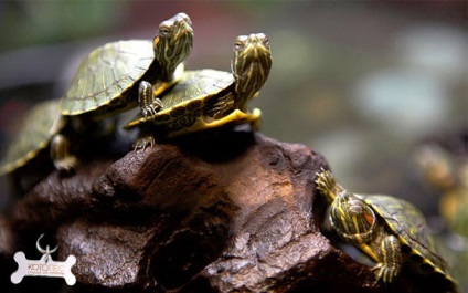 Descrierea broaștelor de broască țestoasă cu specie de broască țestoasă