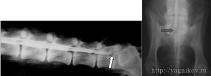 Sindromul lombar sacral la câini