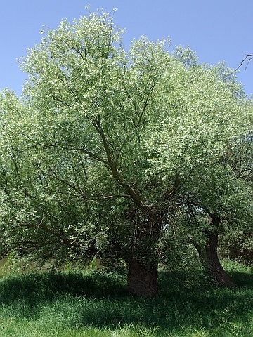 Sapa de mari dimensiuni (vânzare, plantare), companie ooo nouă pădure (moscow)