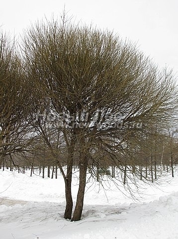 Sapa de mari dimensiuni (vânzare, plantare), companie ooo nouă pădure (moscow)