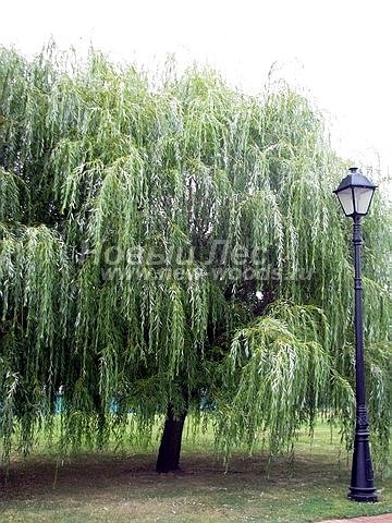 Sapa de mari dimensiuni (vânzare, plantare), companie ooo nouă pădure (moscow)