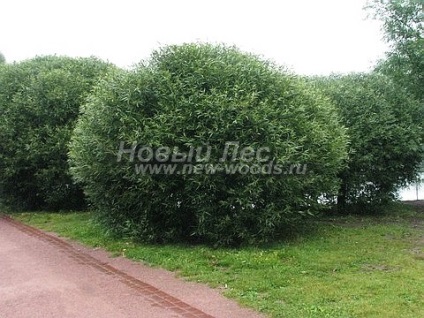 Sapa de mari dimensiuni (vânzare, plantare), companie ooo nouă pădure (moscow)