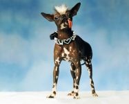 Xoloytzkuintli, mexikói meztelen kutya, meztelen kutyák gyógyhatása, xolo színek története,