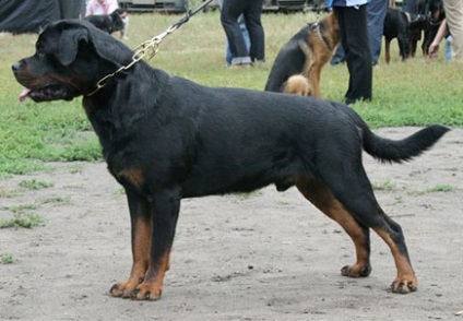 Kupiru sau nu - Rottweiler pentru a opri coada sau nu