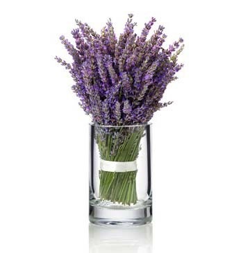 Lavandula angustifolia hidcote albastru (lavanda) - magazin online - adeniu acasă din semințe în plante