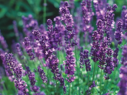 Lavandula angustifolia hidcote albastru (lavanda) - magazin online - adeniu acasă din semințe în plante