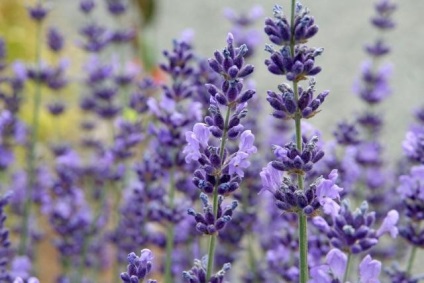 Lavandula angustifolia hidcote albastru (lavanda) - magazin online - adeniu acasă din semințe în plante