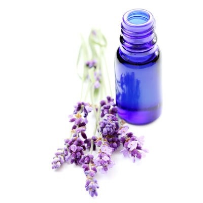 Lavandula angustifolia hidcote albastru (lavanda) - magazin online - adeniu acasă din semințe în plante