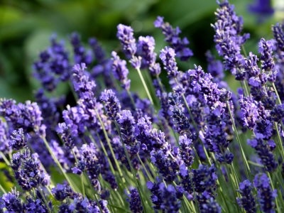 Lavandula angustifolia hidcote albastru (lavanda) - magazin online - adeniu acasă din semințe în plante